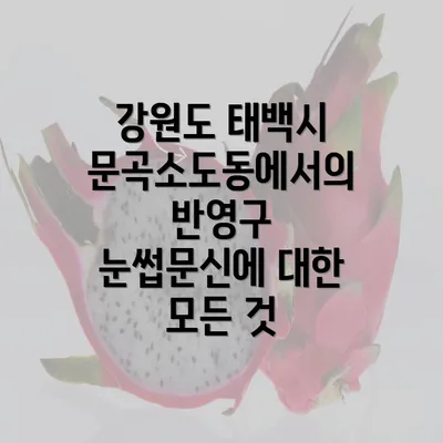 강원도 태백시 문곡소도동에서의 반영구 눈썹문신에 대한 모든 것