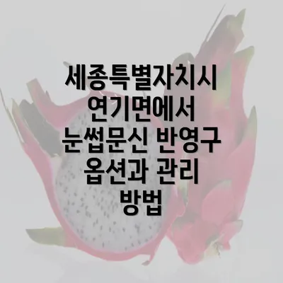 세종특별자치시 연기면에서 눈썹문신 반영구 옵션과 관리 방법