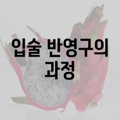 입술 반영구의 과정